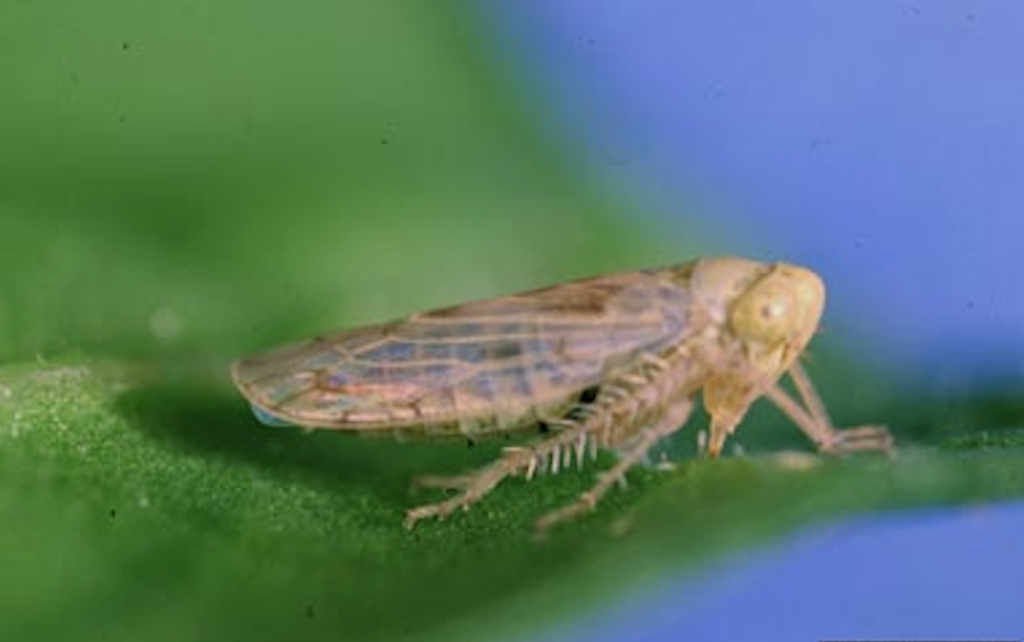 Beet Leafhopper